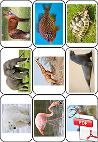 Le caméléon méli-mélo - flashcards des animaux
