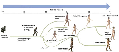 La lignée de l'évolution humaine