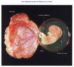 Documents sur le développement du foetus in utero