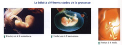 La reproduction humaine - la grossesse