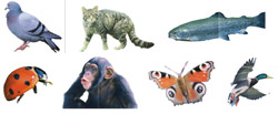 La classification animale - matériel séance 1
