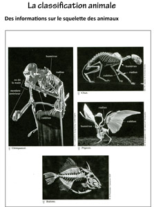 La classification animale - matériel séance 2