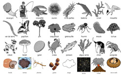 Vivant / Non vivant - diaporama