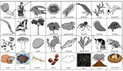 Vivant / Non vivant - matériel